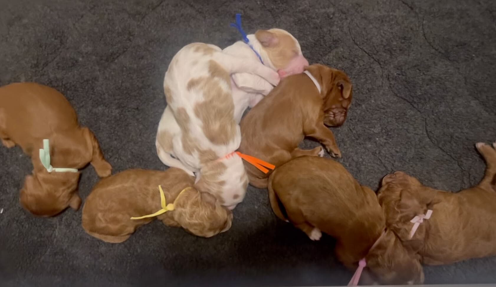 Darcy's Irishdoodle litter - 7 puppies