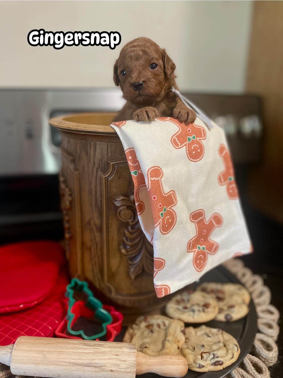 Gingersnap