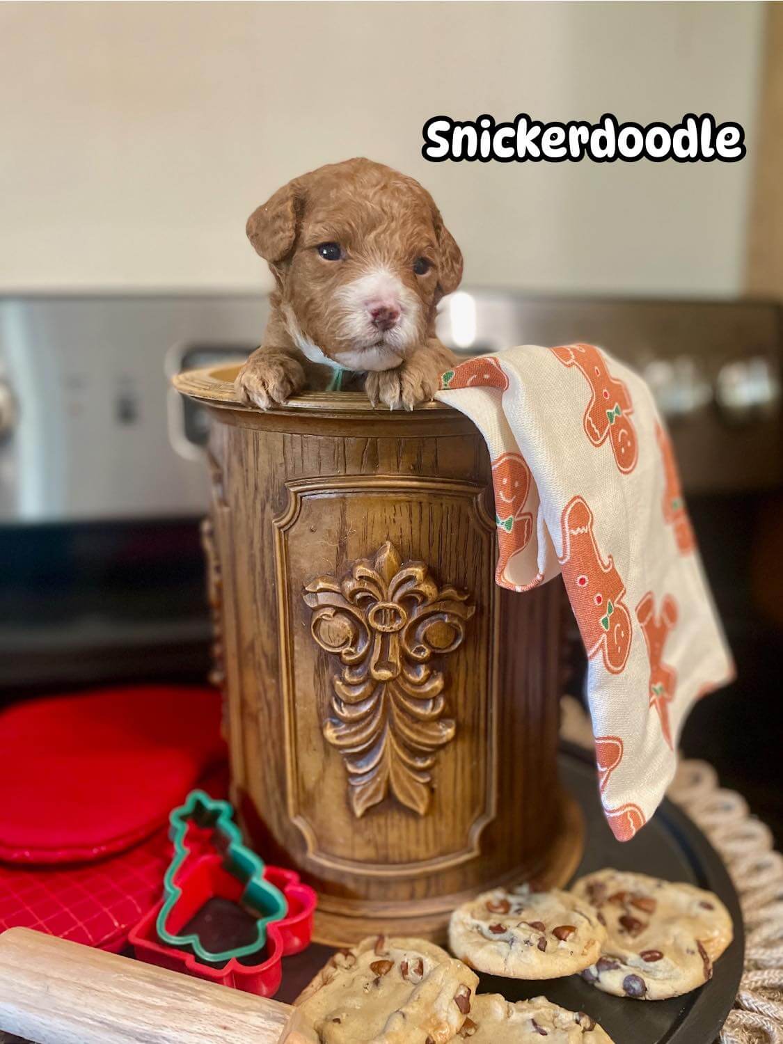 Snickerdoodle