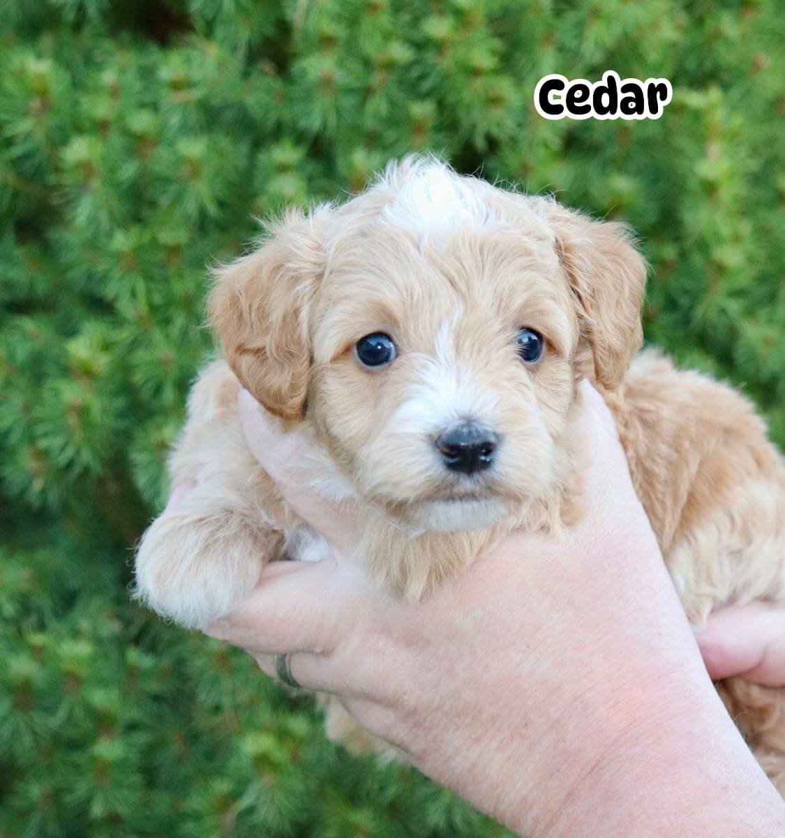 Cedar