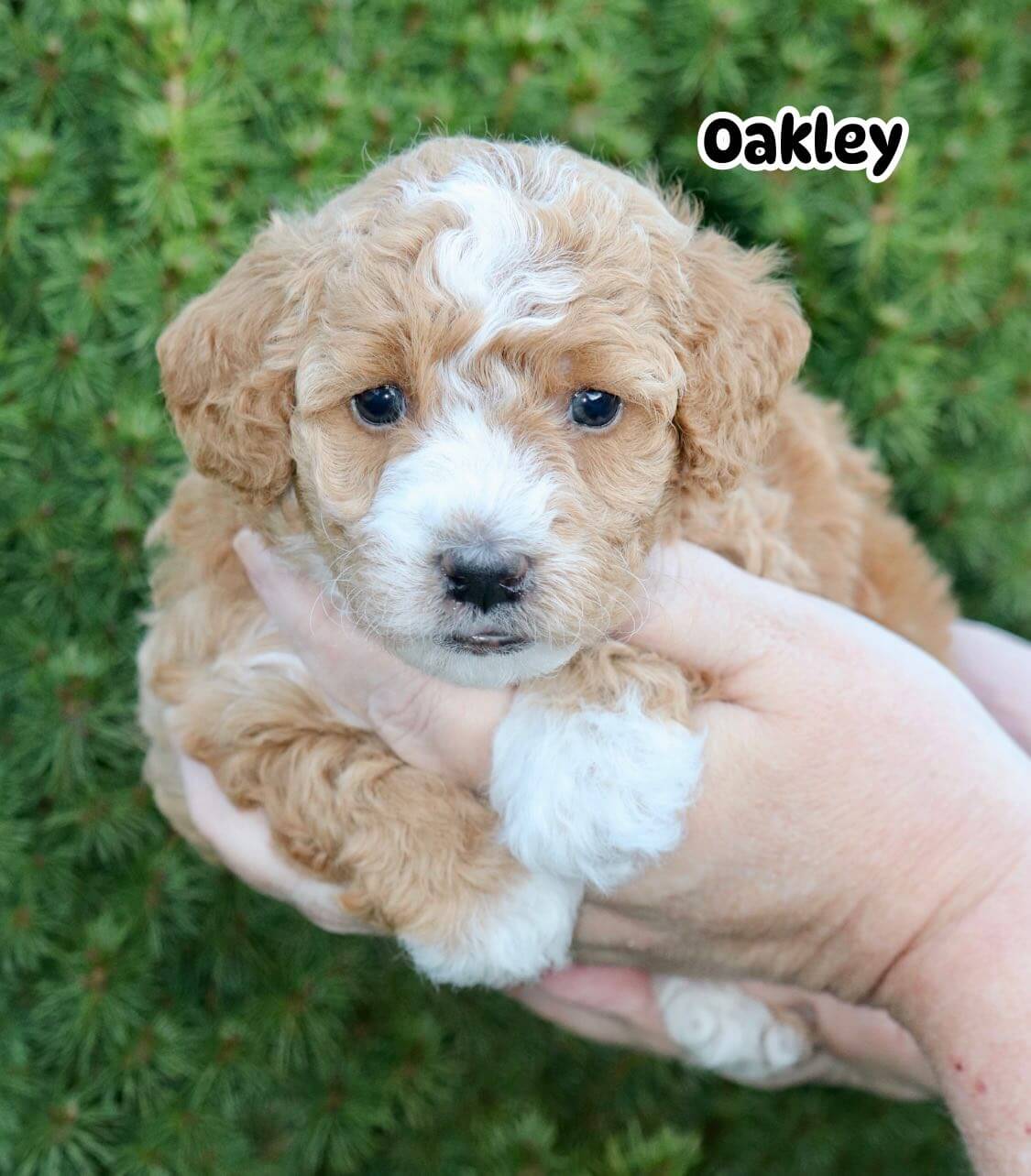Oakley