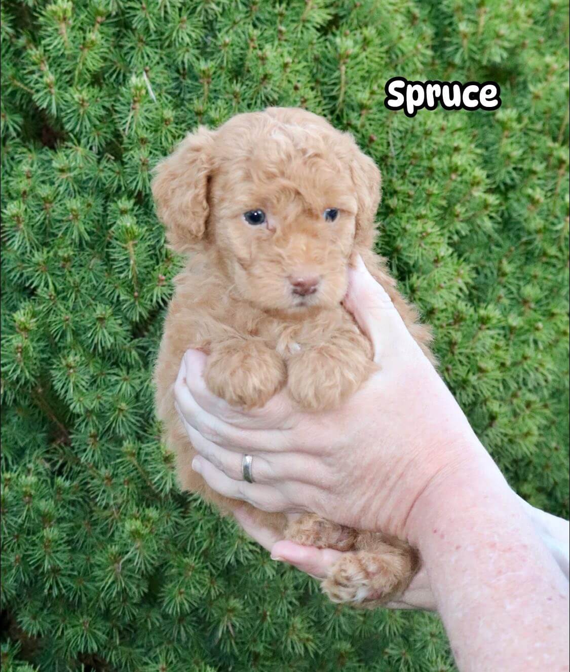 Spruce