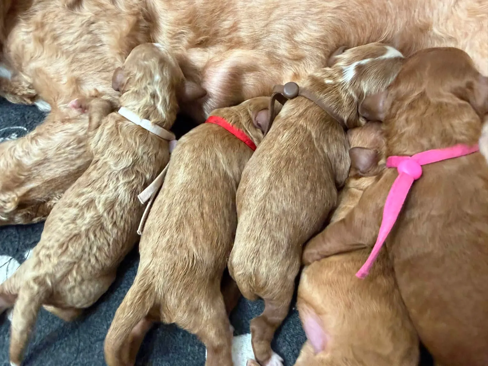 The Hocus Pocus Litter