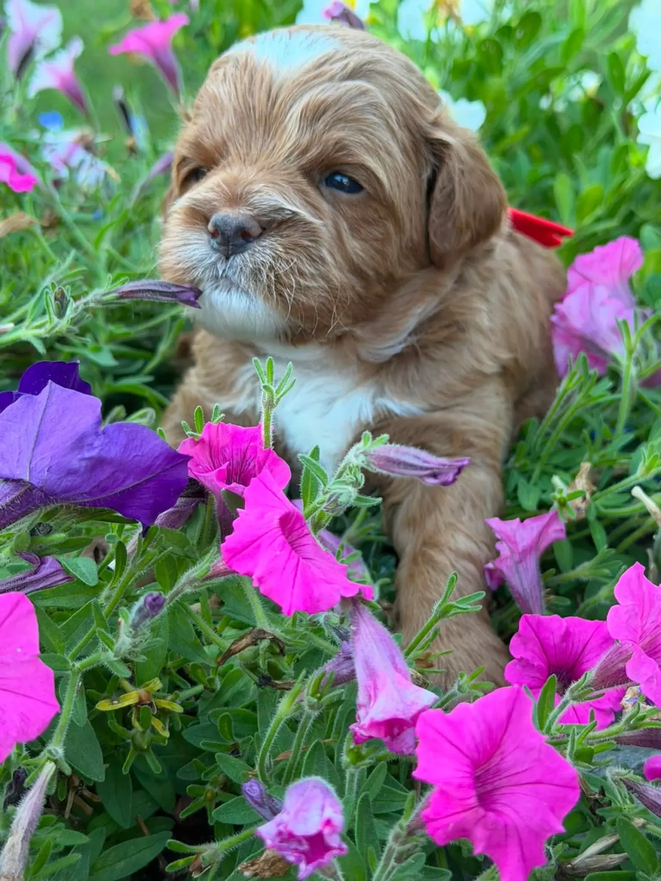 Max