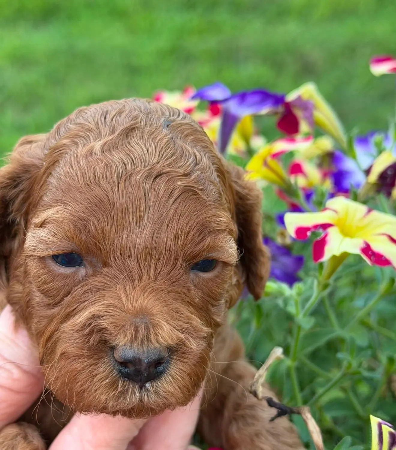 Winnie