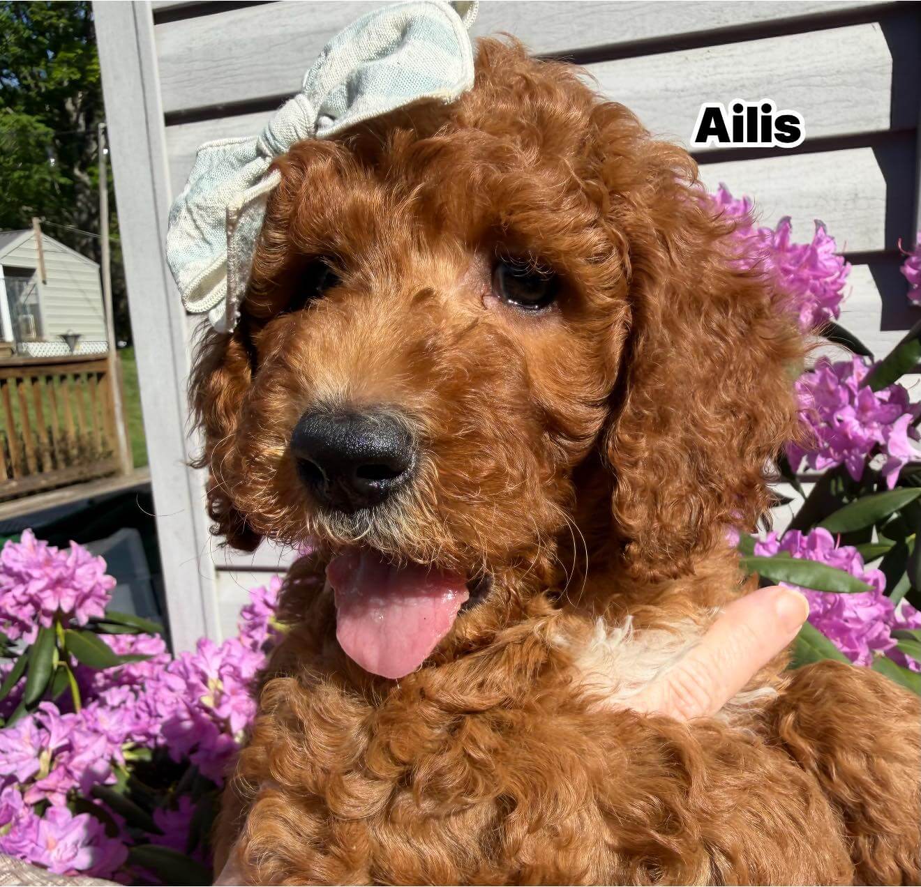 Ailis