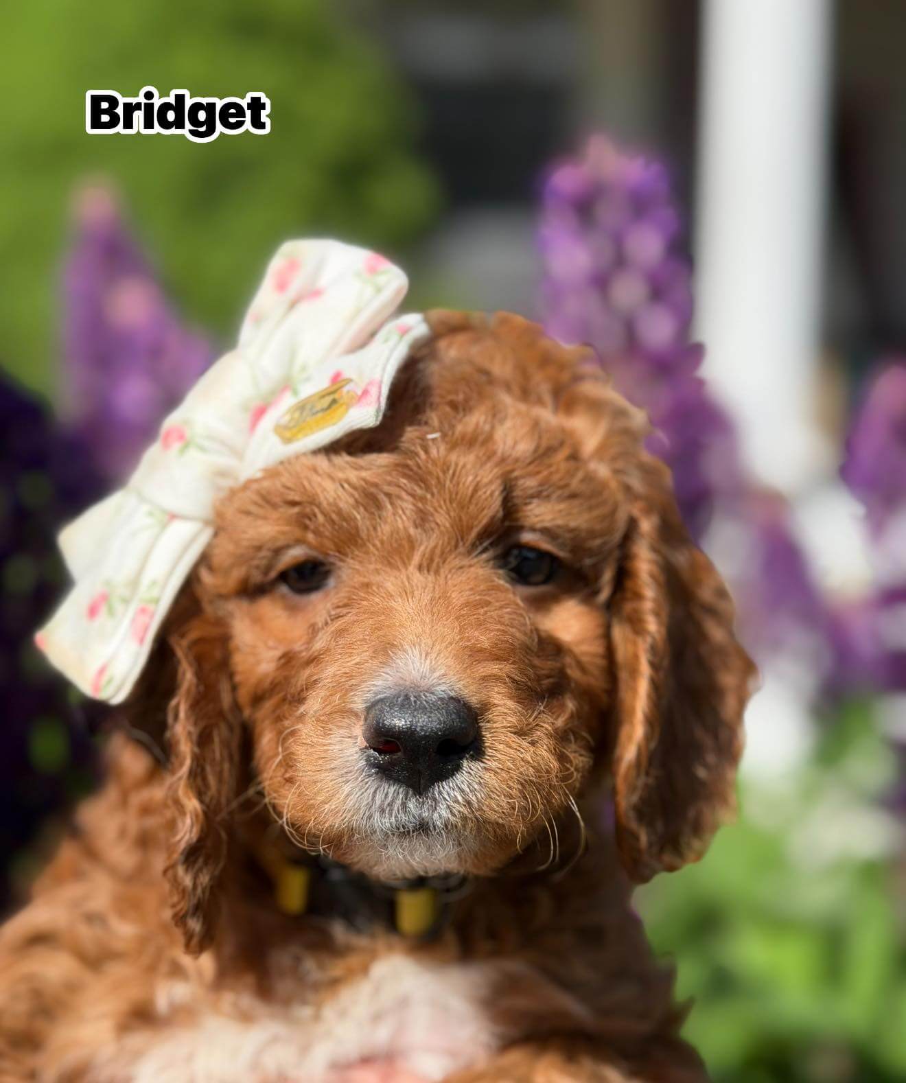 Bridget