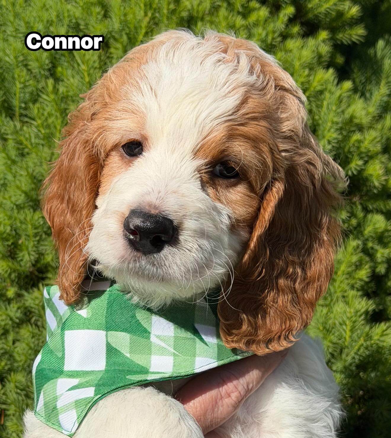 Connor