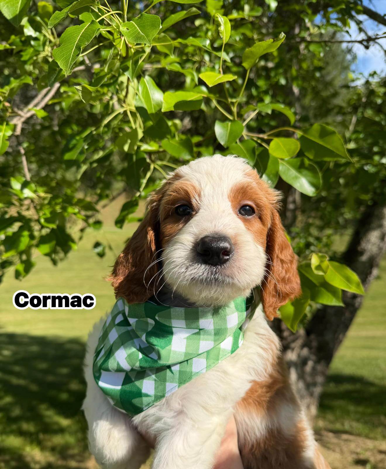 Cormac