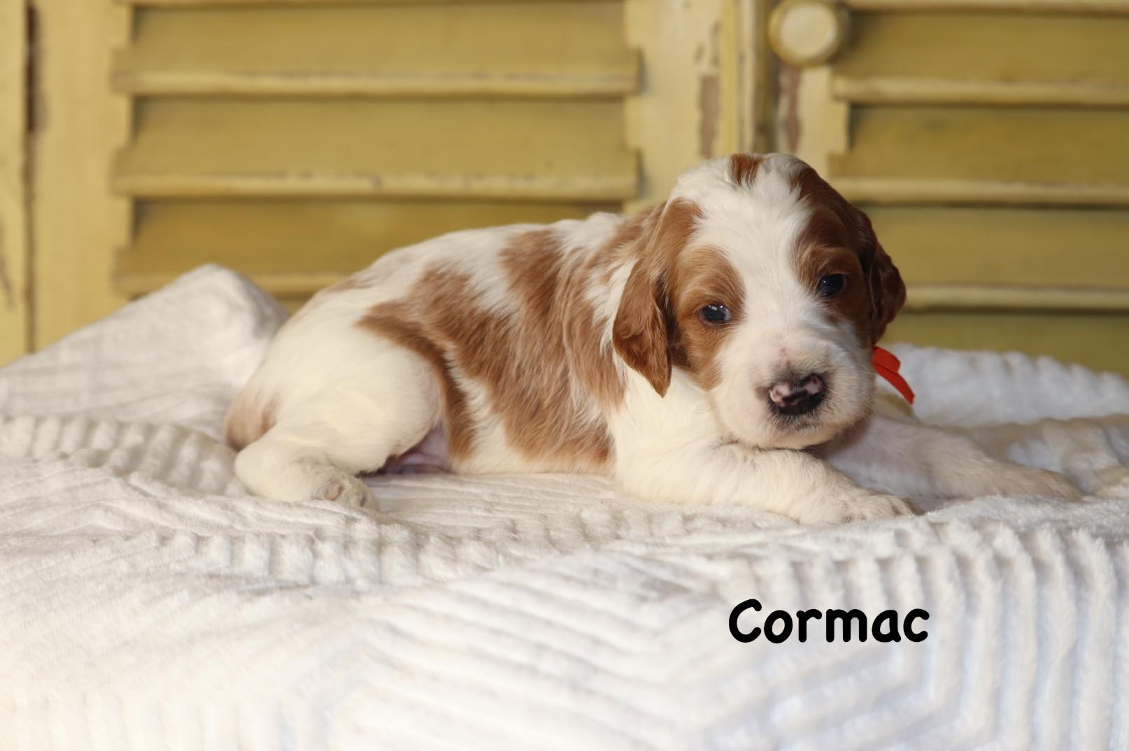 Cormac