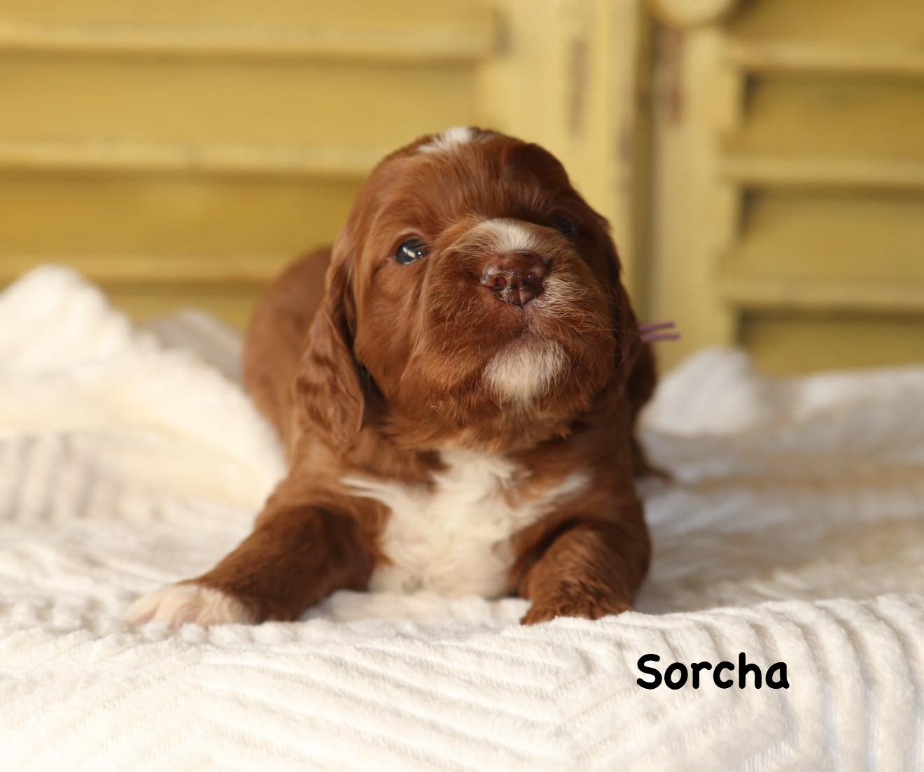 Sorcha