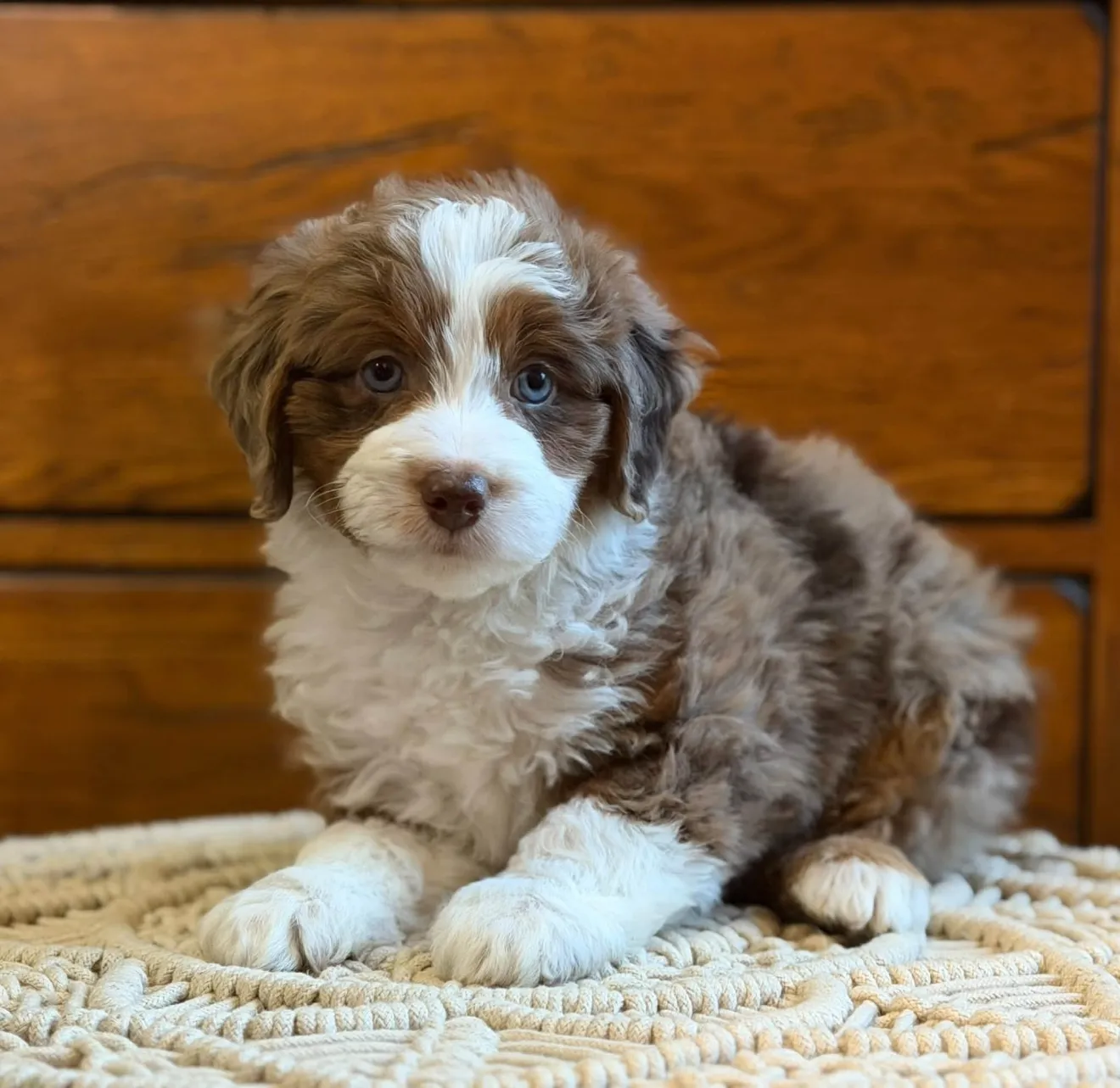 Basil