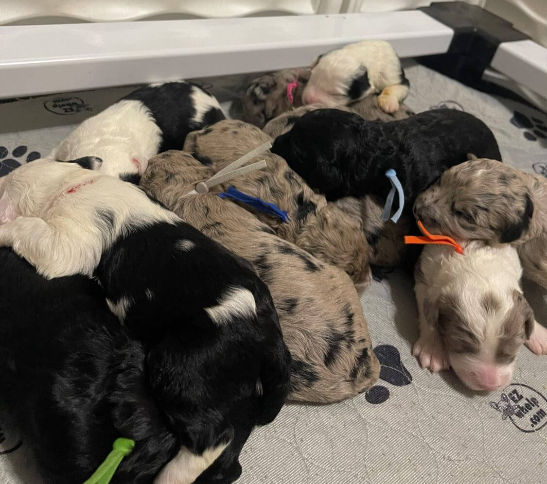 The Wild West Litter