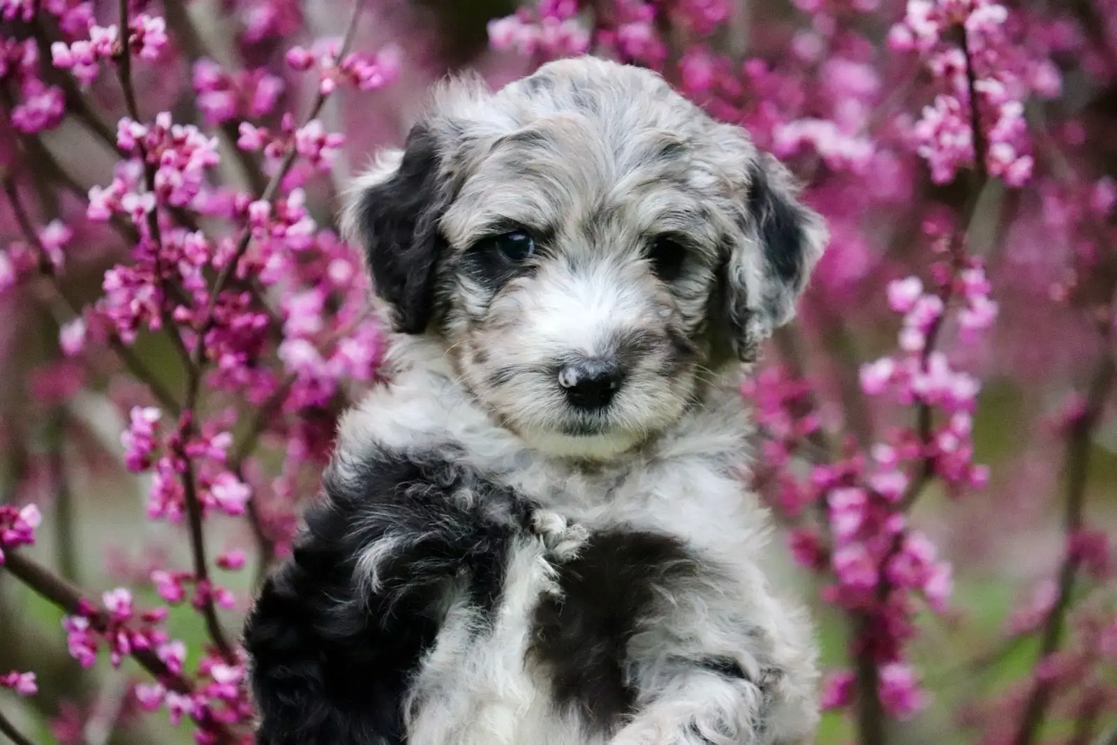 Beautiful doodle puppy