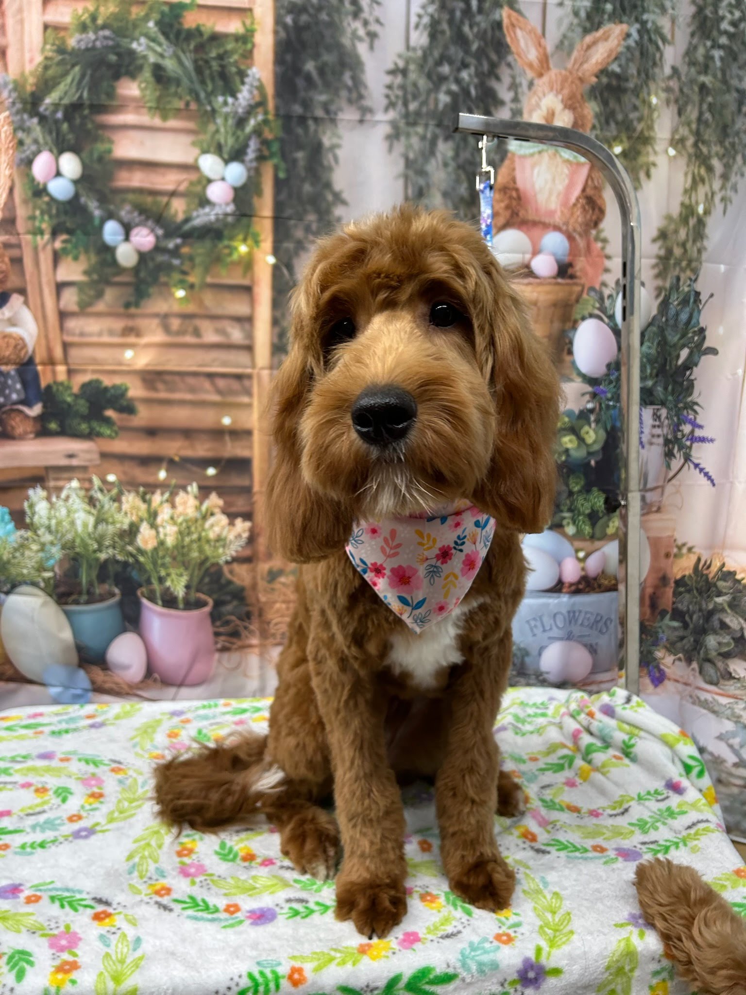 Darcy - Irishdoodle