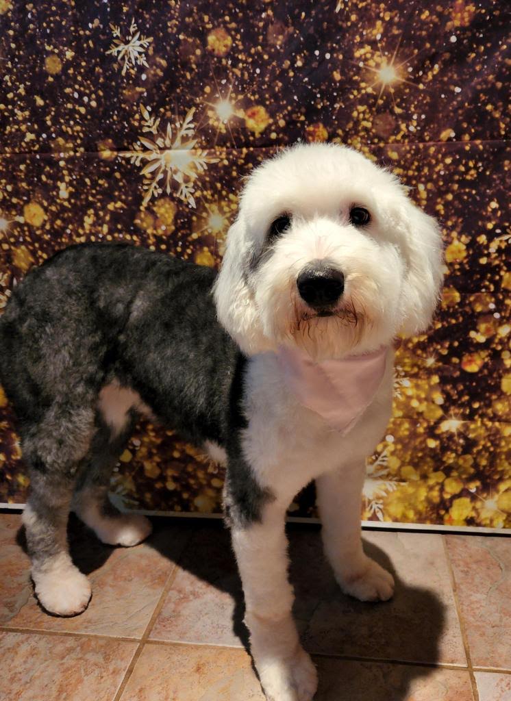 Dolly - Sheepadoodle