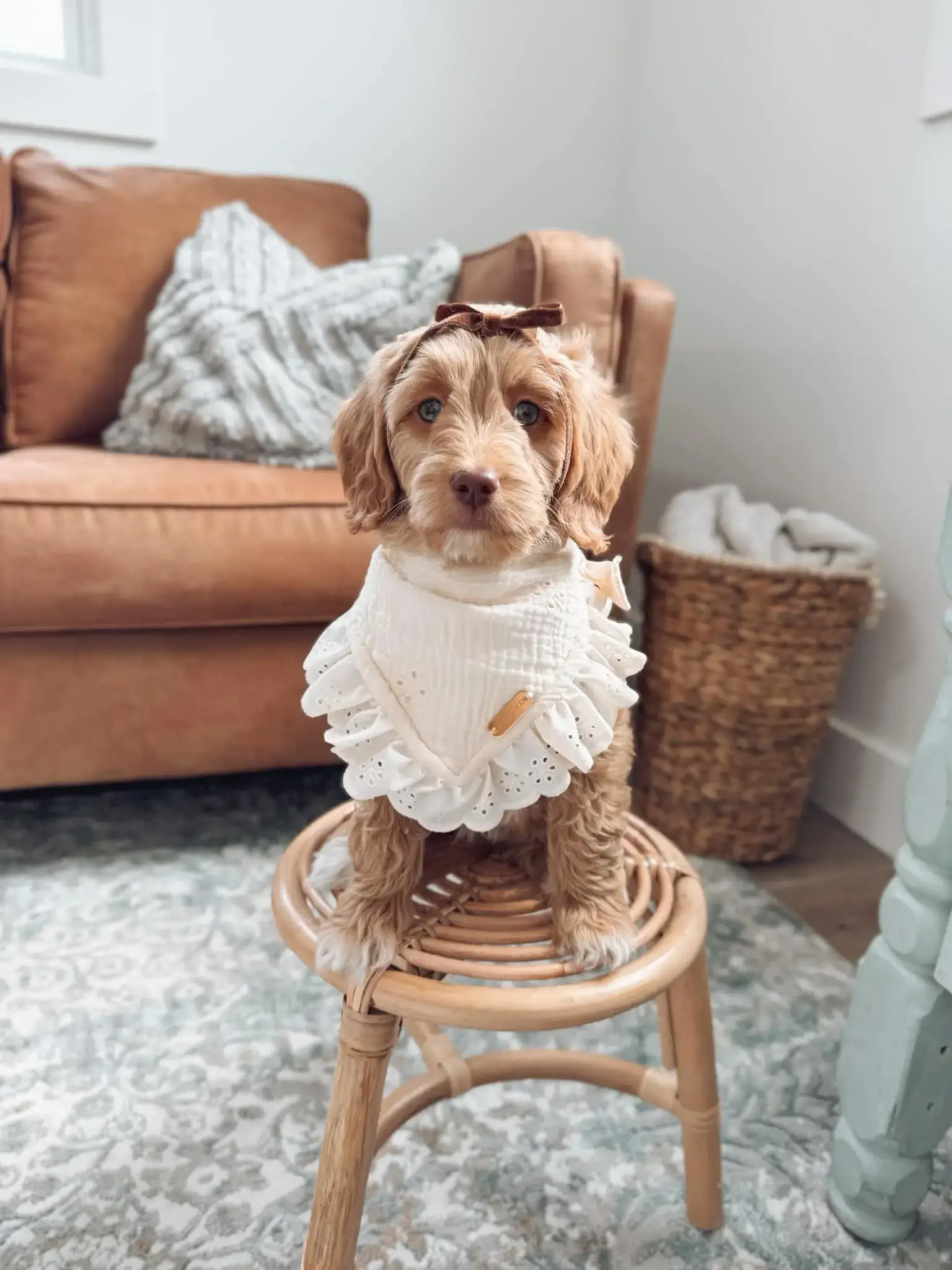 Augusta - Goldendoodle