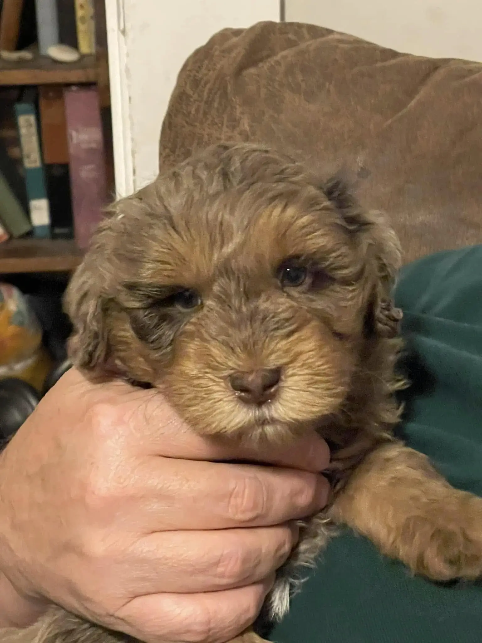 Lewis as a puppy