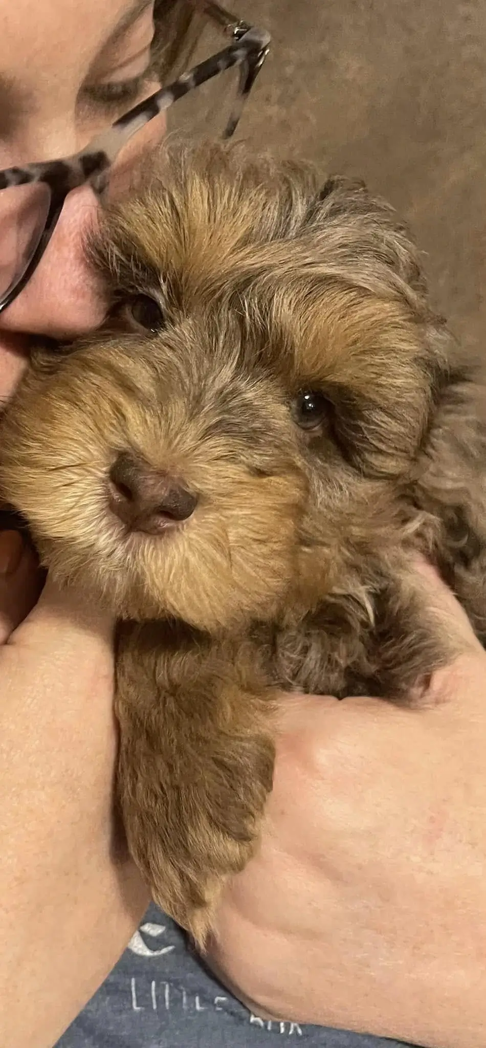 Lewis as a puppy