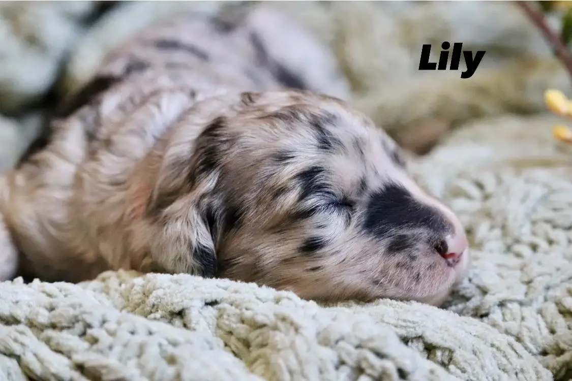Lily as a puppy