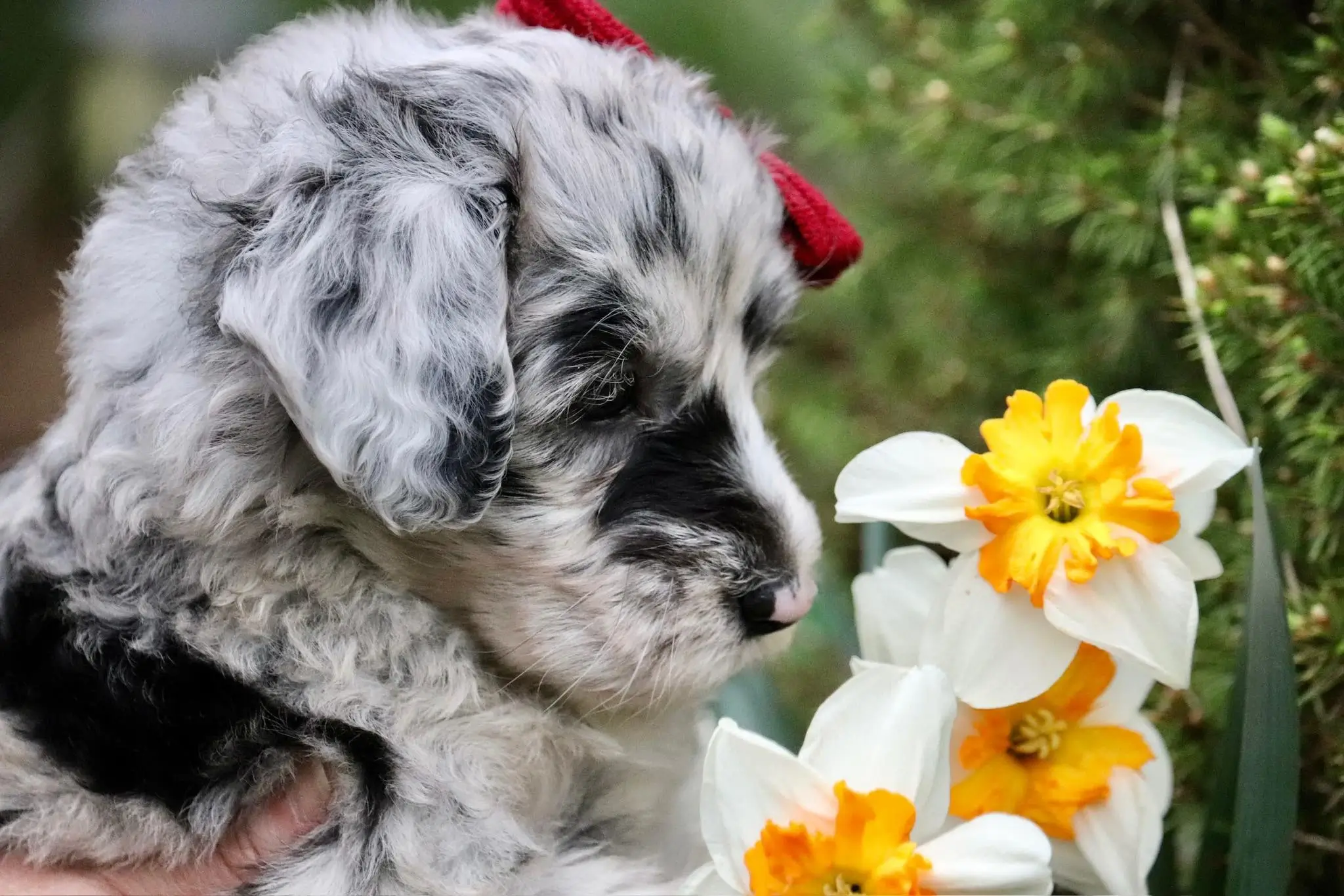 Lily as a puppy