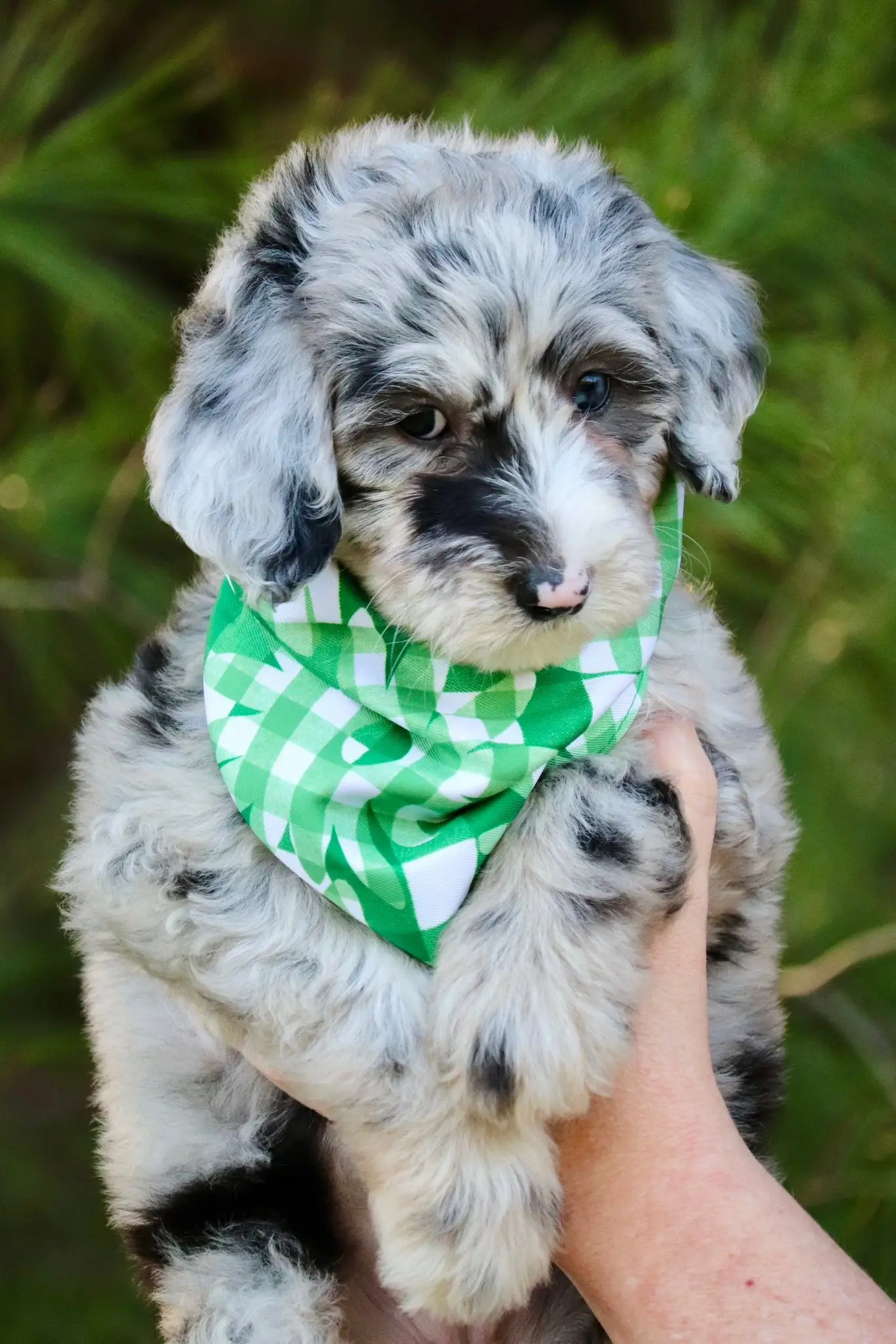 Lily as a puppy
