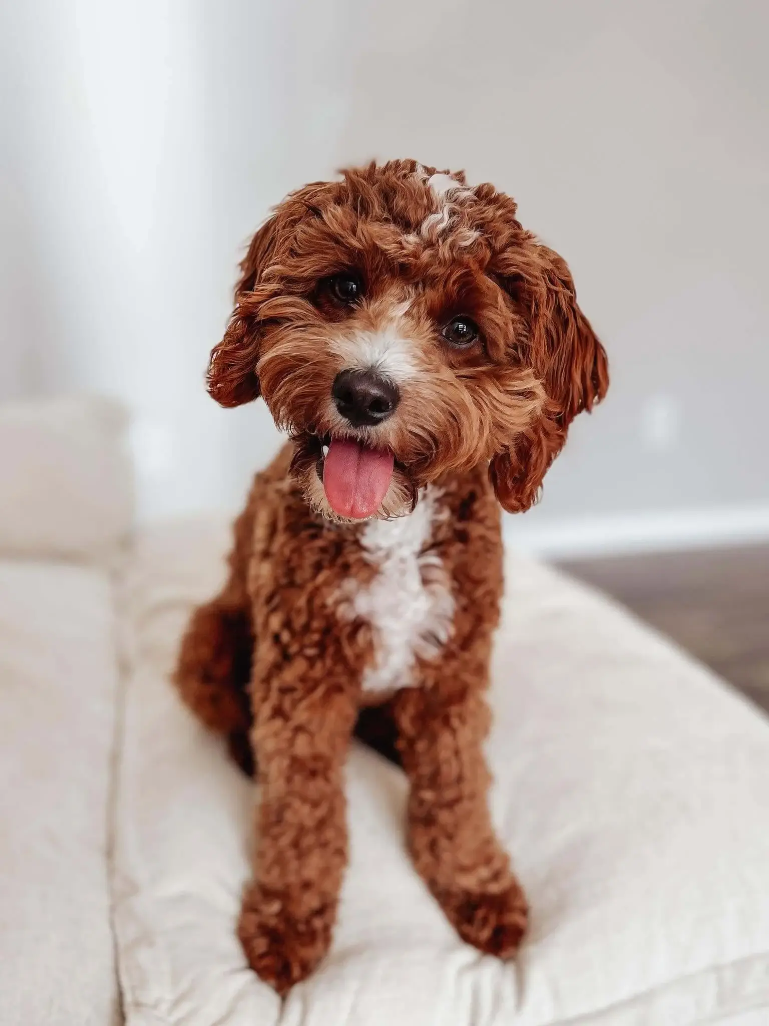 Max after his first groom