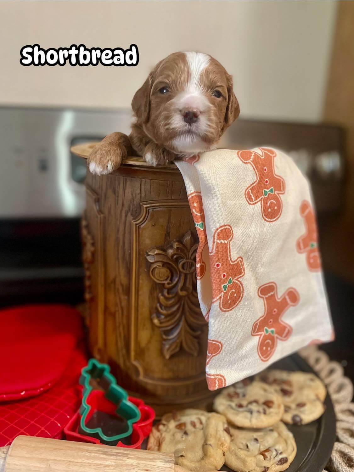 Shortbread as a puppy